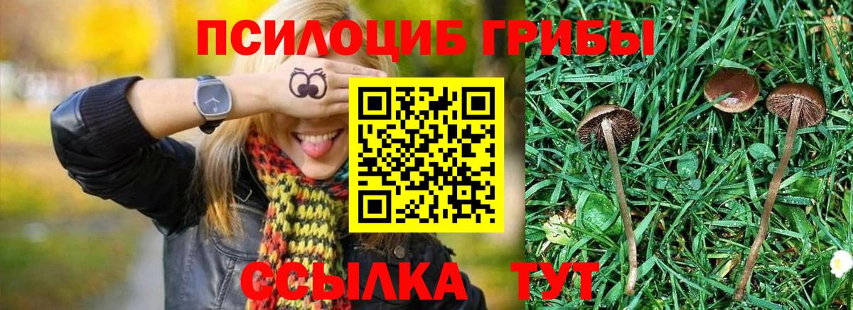 Псилоцибиновые грибы Cubensis  Вход с VPN  Керчь 